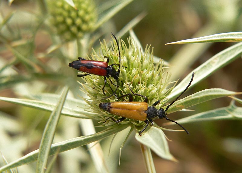 Cerambicidi siciliani